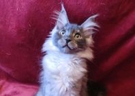 Maine coon kattunge