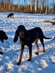 Black and Tan coonhounds