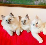 Ragdoll / Helig Birma