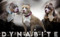 american Bully XL valpar!