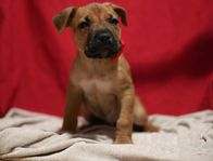 amstaff/ franskmastiff