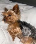 Yorkshireterrier tik