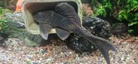 Plecostomus ca 30cm 