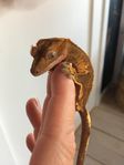 ögonfransgecko dam med stort terrarium med extra allt