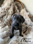 Cane corso valpar