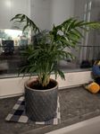 Planta med kruka