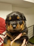 Rottweiler valp