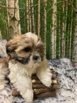 lhasa apso /shiti tzu.