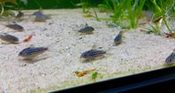 Corydoras Napoensis 