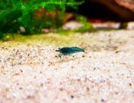 Neocaridina Blue dream 