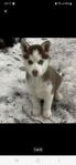 Husky siberian 