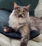 Maine Coon hona