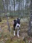 Blandras Amstaff/Engelsk staff