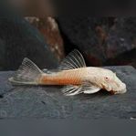 Ancistrus Albino