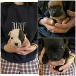 Engelsk Staffordshire Bullterrier