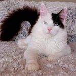 Avelshane Maine Coon