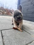 Fransk bulldog klara för att flytta ifrån mamma och pappa