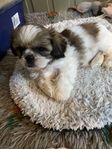 shih-tzu valpar 