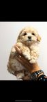 Shihpoo F1 (Shih Tzu/Pudel)