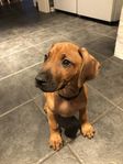 Rhodesian ridgeback 