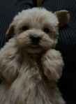 maltipoo valpar hane 