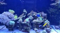 Red sea reefer 250l