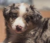 Miniature American Shepherd 