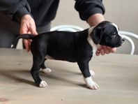 Staffordshire Bullterrier