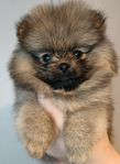 pomeranian valpar 