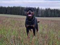 Rottweilerhane 5 år