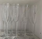 14 champagne glas Line Kosta Boda