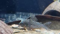 Corydoras Sterbai