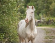 Cremello E: Zafferano