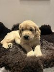 Golden Retriver valpar hanar 