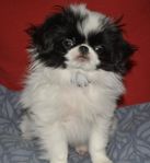 Japanese chin hane, SKK-reg