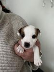 SKK registrerade Jack Russell valpar