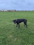 Labrabull för omplacering i Skåne 