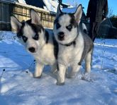 Siberian Husky valpar 