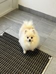 Pomeranian Super Mini :)