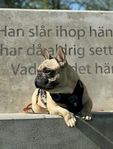 fransk bulldog hane