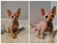 Devon Rex kattungar Ior & Iris