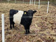 Belted Galloway tjurkalv