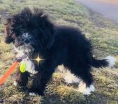 Vår älskade TOTTE labradoodle toy 13 veckor 