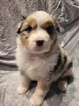 Australian Shepherd tik söker fodervärd