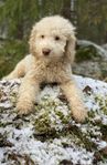 Lagotto blandisar