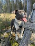 amstaff/americanbully tik 