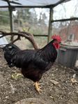 Rhode Island red tupp 