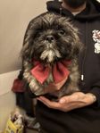 älskade Shih tzu valpar