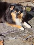 Shetland Sheepdog