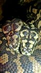 2st Morelia Spilota Mcdowelli